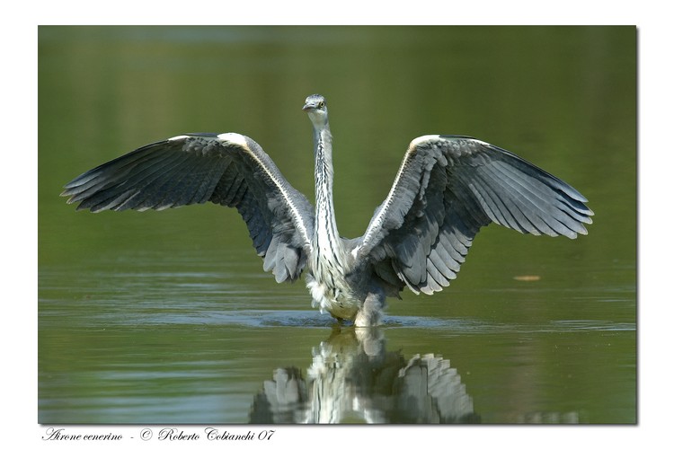 Airone cenerino - Ardea cinerea